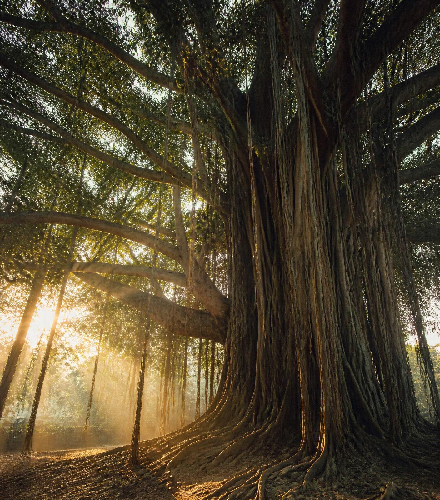 Sunlight through the aerial roots of an ancient banyan tree